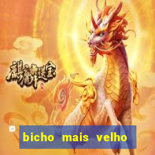 bicho mais velho da loteria dos sonhos